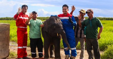 Jaga Gajah Sumatera, Kilang Plaju Rawat Warisan Alam Sumsel