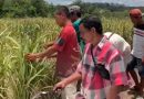 OPINI: Budidaya Padi Talang di Sumatera Selatan: Kemana Perginya?