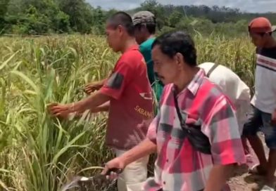 OPINI: Budidaya Padi Talang di Sumatera Selatan: Kemana Perginya?